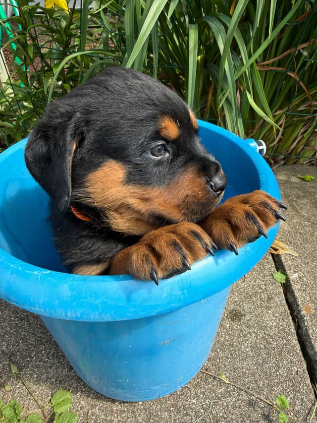 Rottweiler Puppies media 4