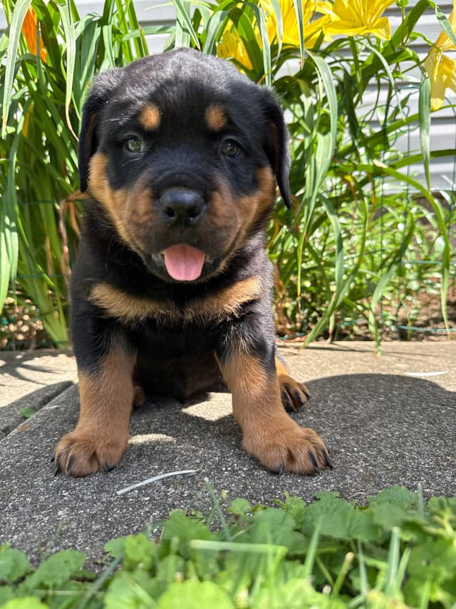 Rottweiler Puppies media 6