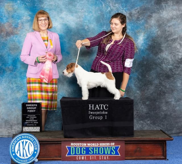 Russell Terrier Puppies, Champion Lines media 3