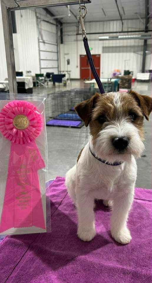 Russell Terrier Puppies, Champion Lines media 4