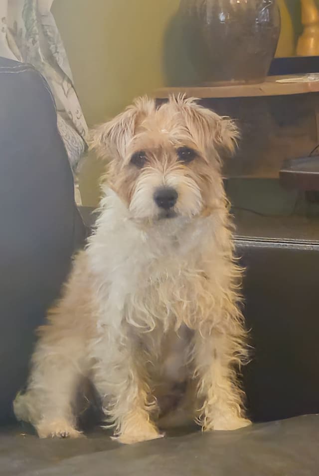 Russell Terrier Puppies, Champion Lines media 5