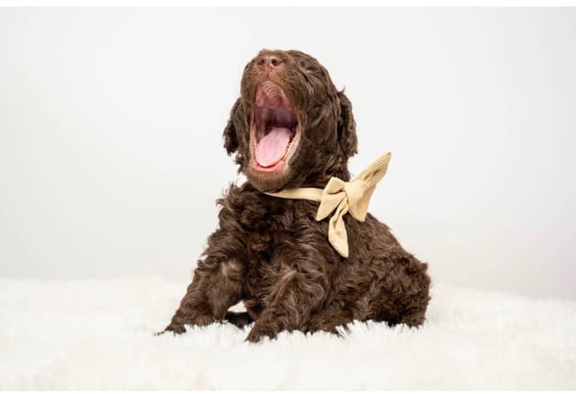 Poodle Puppies media 2