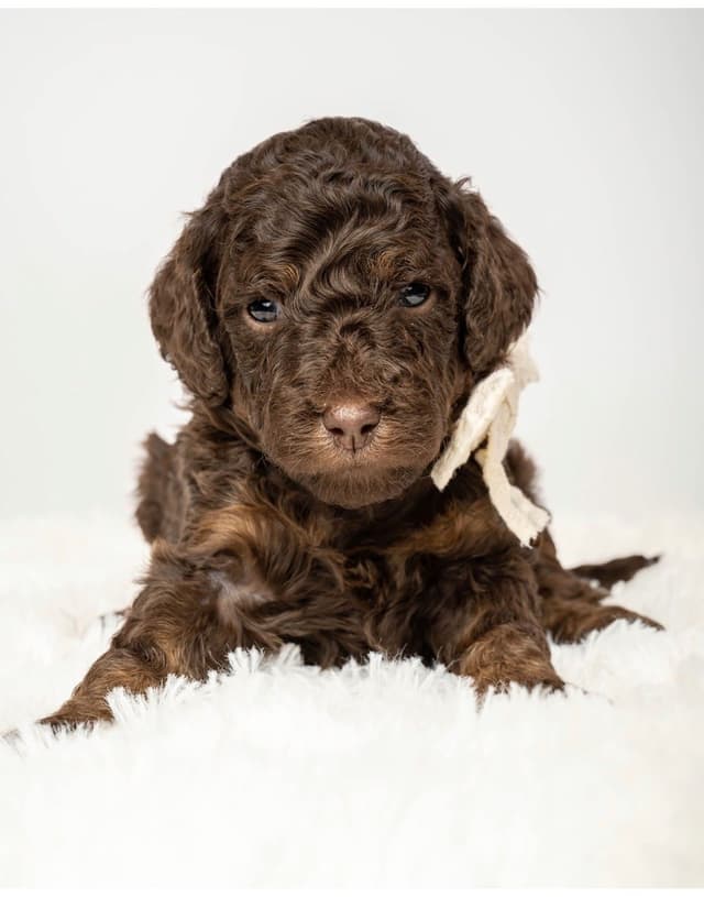 Poodle Puppies media 3