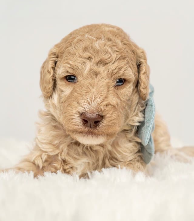 Poodle Puppies media 4