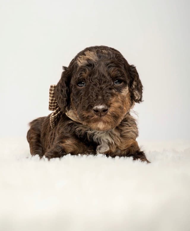 Poodle Puppies media 6