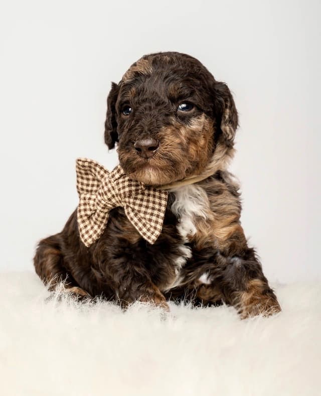Poodle Puppies media 5
