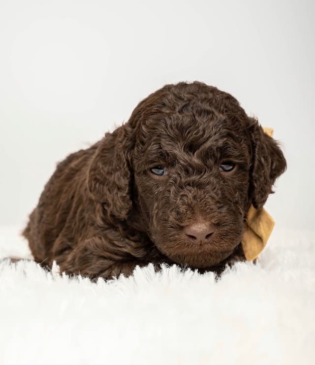 Poodle Puppies media 7
