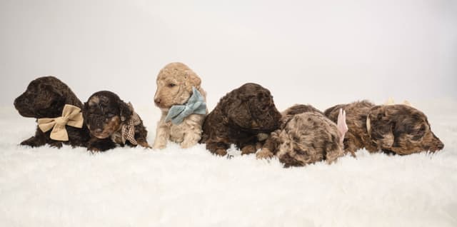 Poodle Puppies media 8