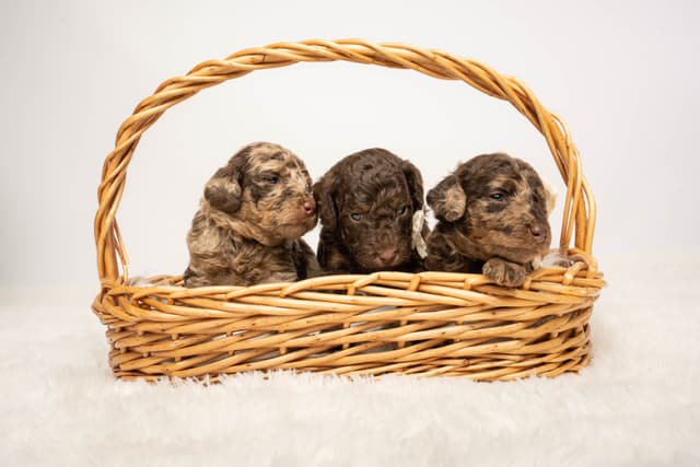Poodle Puppies media 9