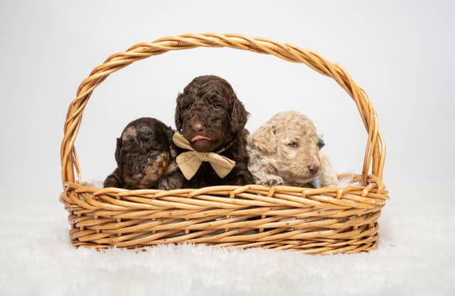 Poodle Puppies media 10