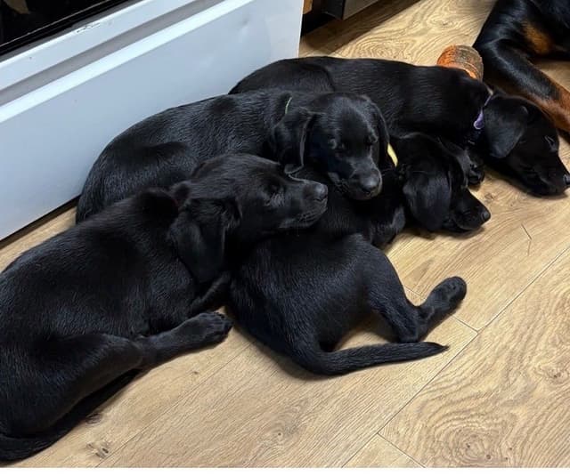 Labrador Retriever Puppies media 2