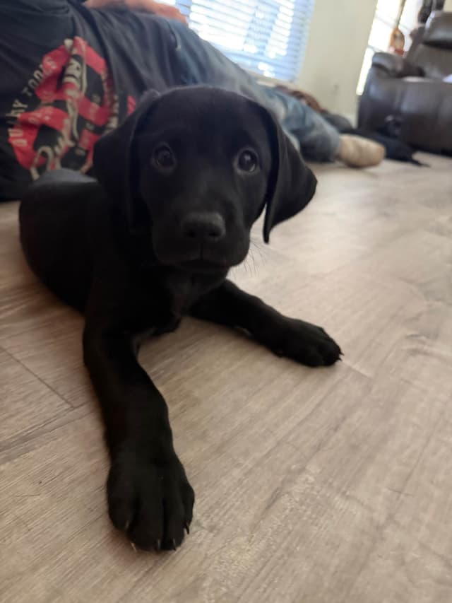 American Labrador Retriever Puppies media 2