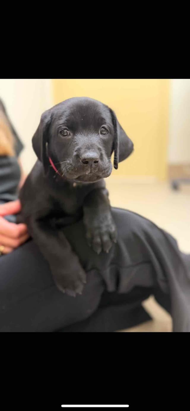 American Labrador Retriever Puppies media 3