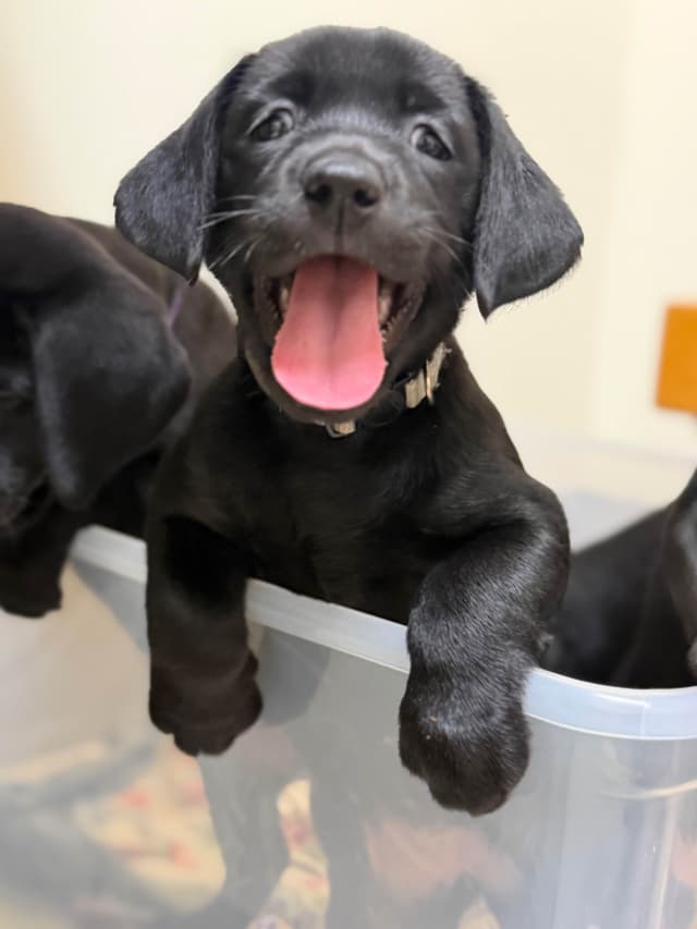 American Labrador Retriever Puppies media 4
