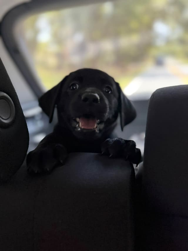 American Labrador Retriever Puppies media 5
