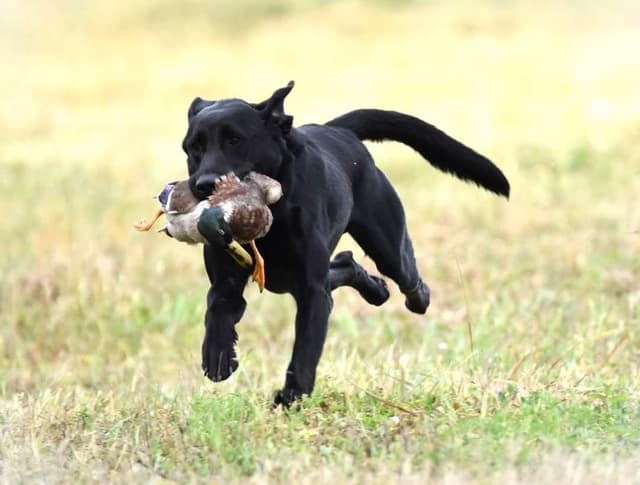 American Labrador Retriever Puppies media 10