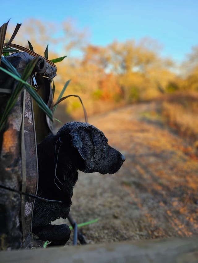 American Labrador Retriever Puppies media 9