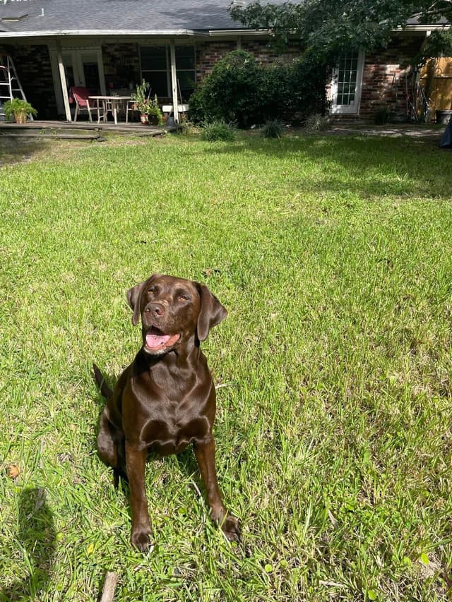 American Labrador Retriever Puppies media 12