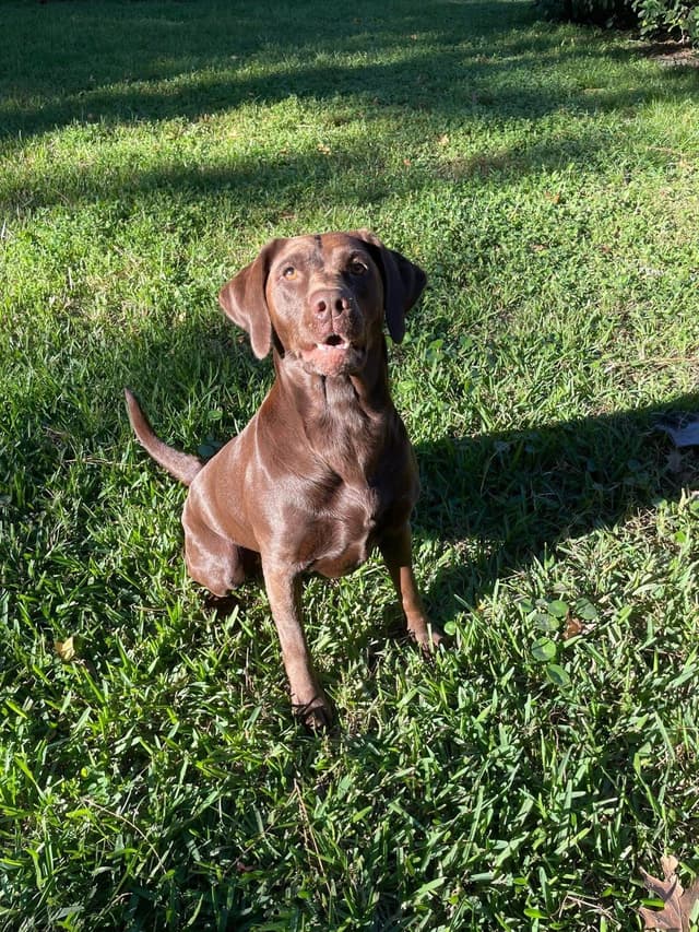 American Labrador Retriever Puppies media 13
