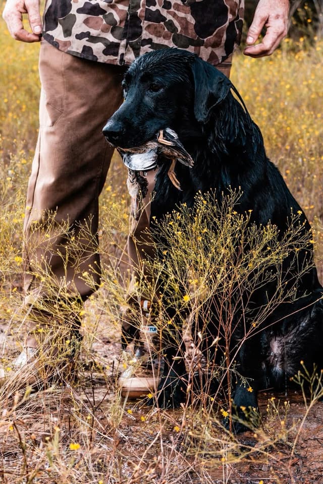 American Labrador Retriever Puppies media 14