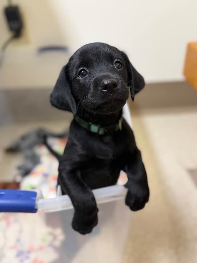 American Labrador Retriever Puppies media 16