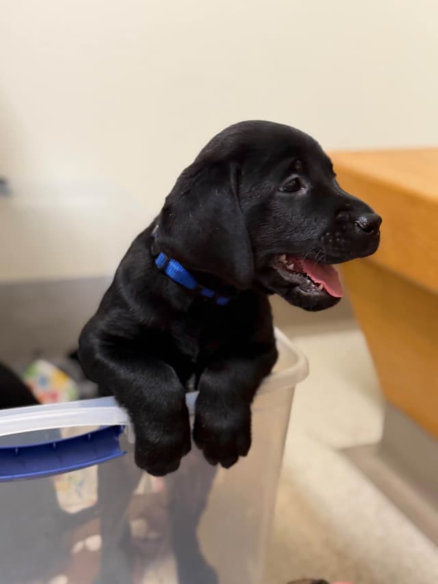 American Labrador Retriever Puppies media 17
