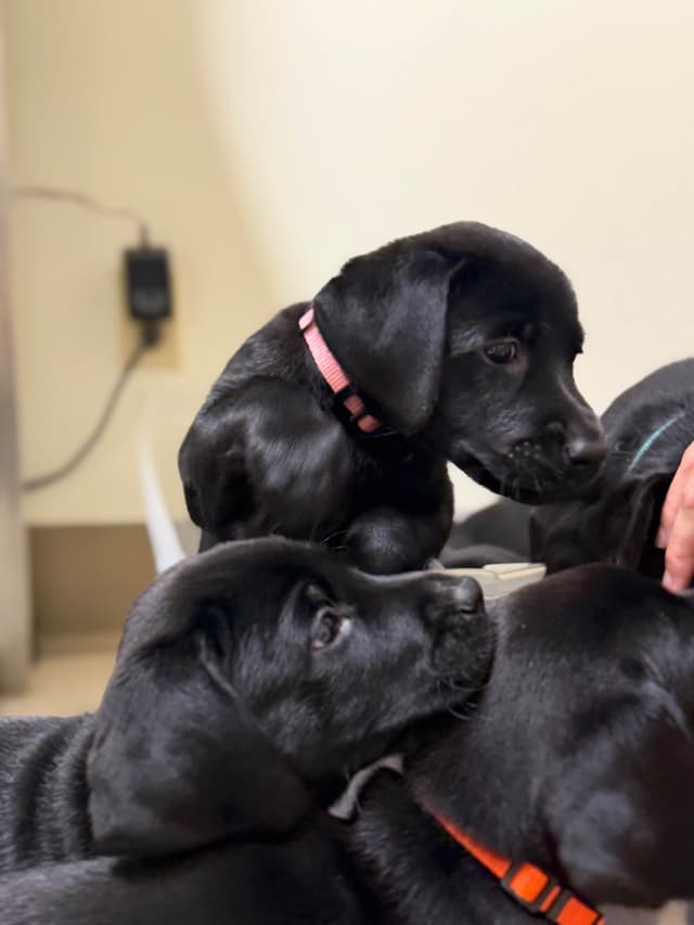 American Labrador Retriever Puppies media 18