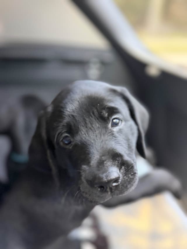 American Labrador Retriever Puppies media 20