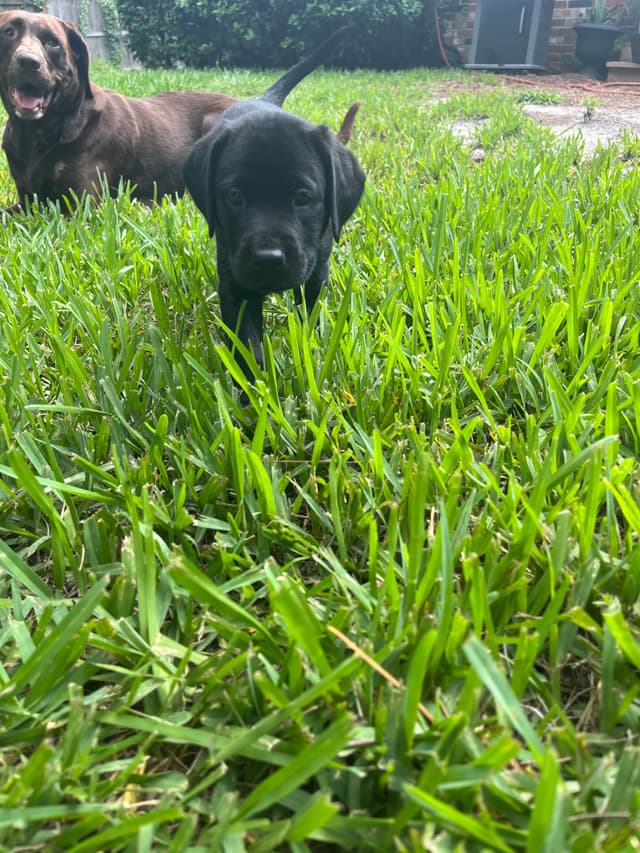 American Labrador Retriever Puppies media 21