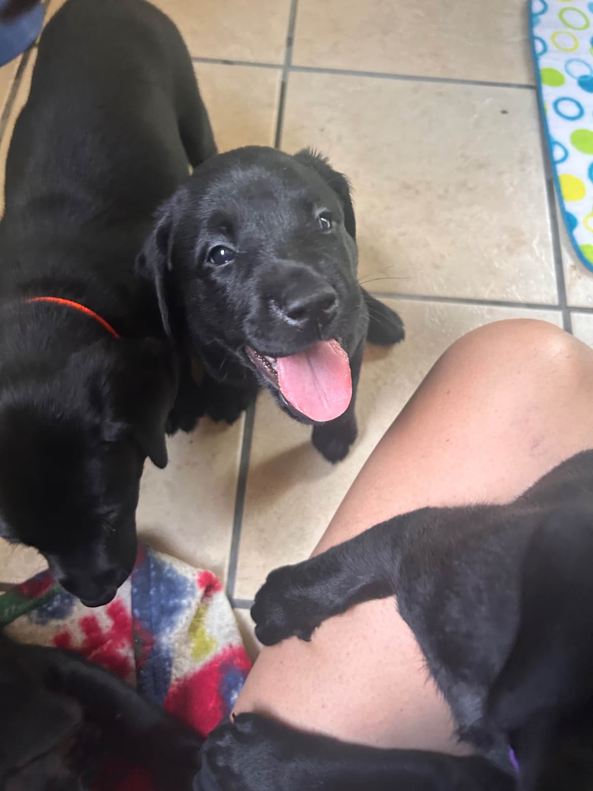 American Labrador Retriever Puppies breeder image 3