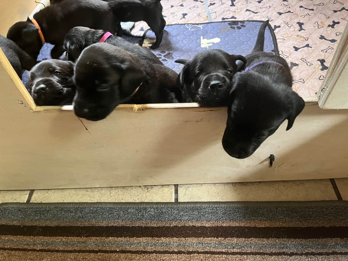 American Labrador Retriever Puppies breeder image 1
