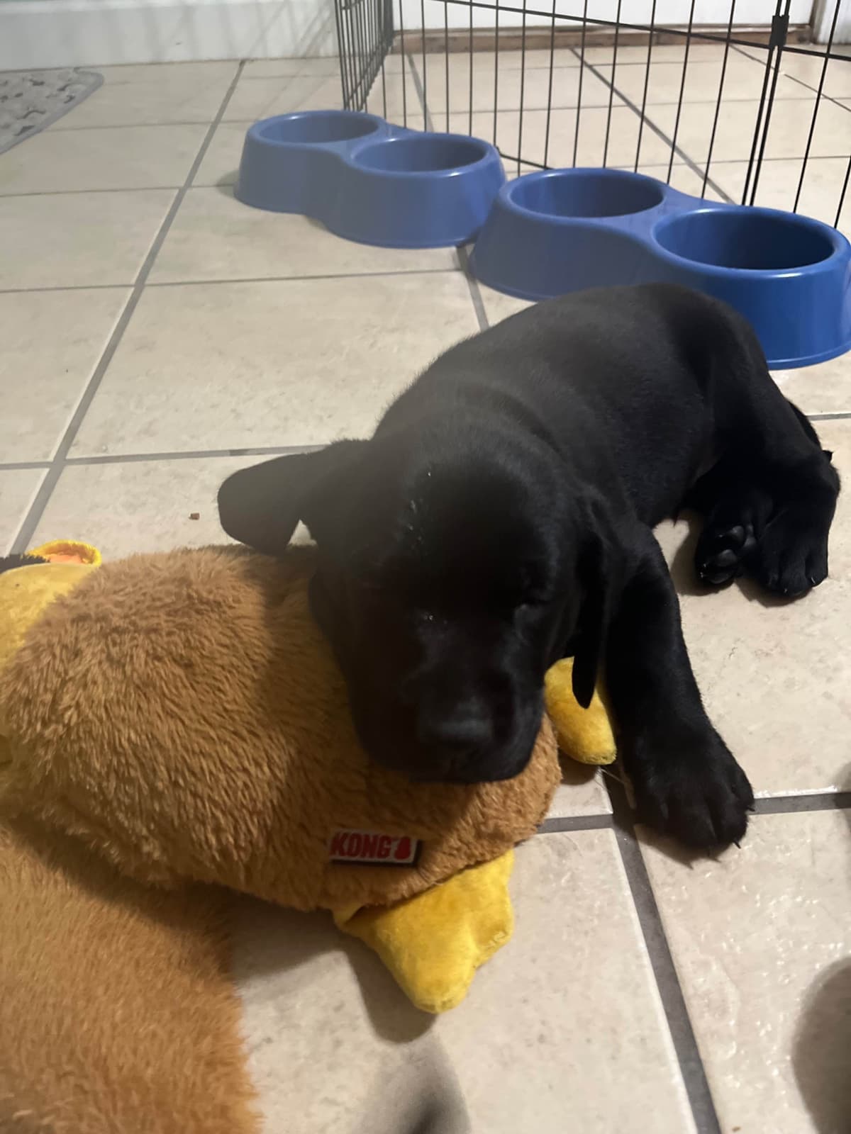 American Labrador Retriever Puppies breeder image 5