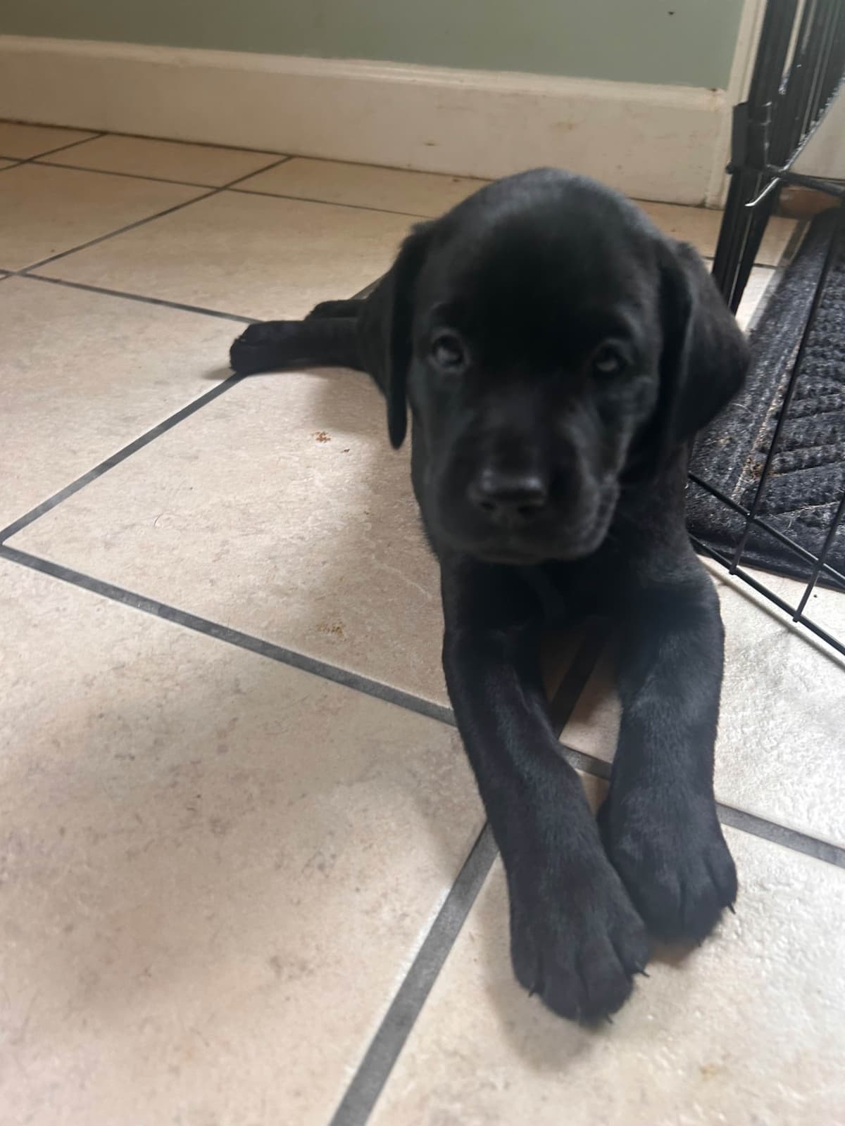 American Labrador Retriever Puppies breeder image 9