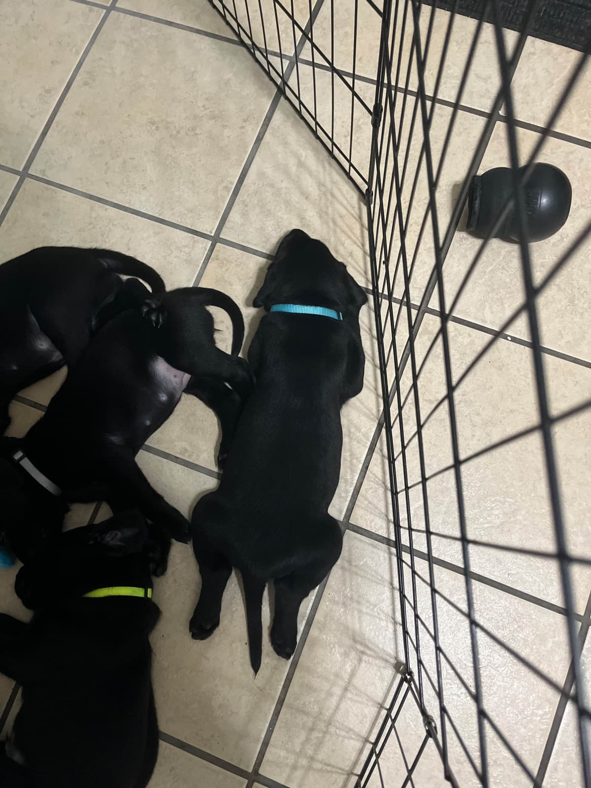American Labrador Retriever Puppies breeder image 7
