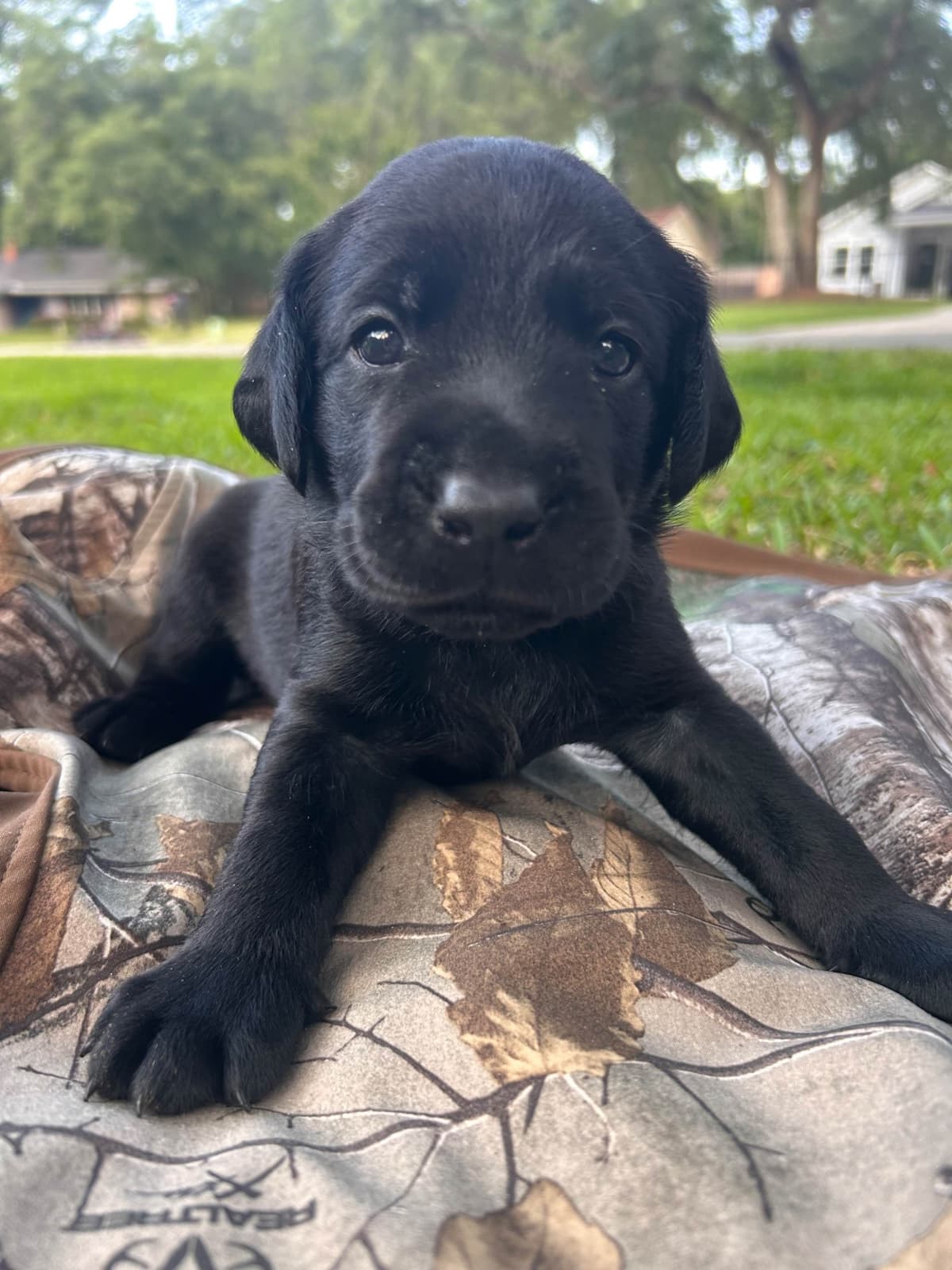 American Labrador Retriever Puppies breeder image 8