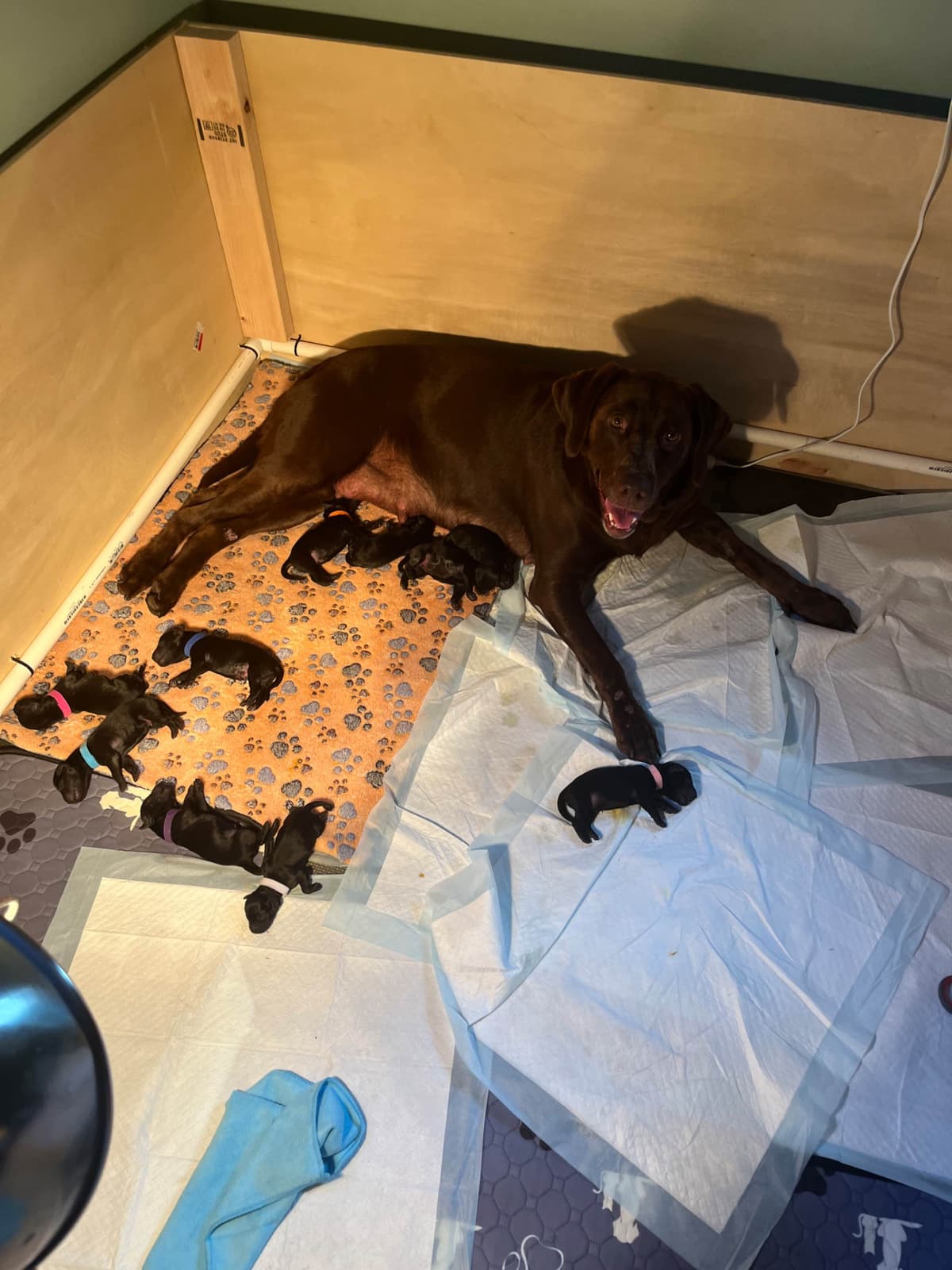 American Labrador Retriever Puppies breeder image 6