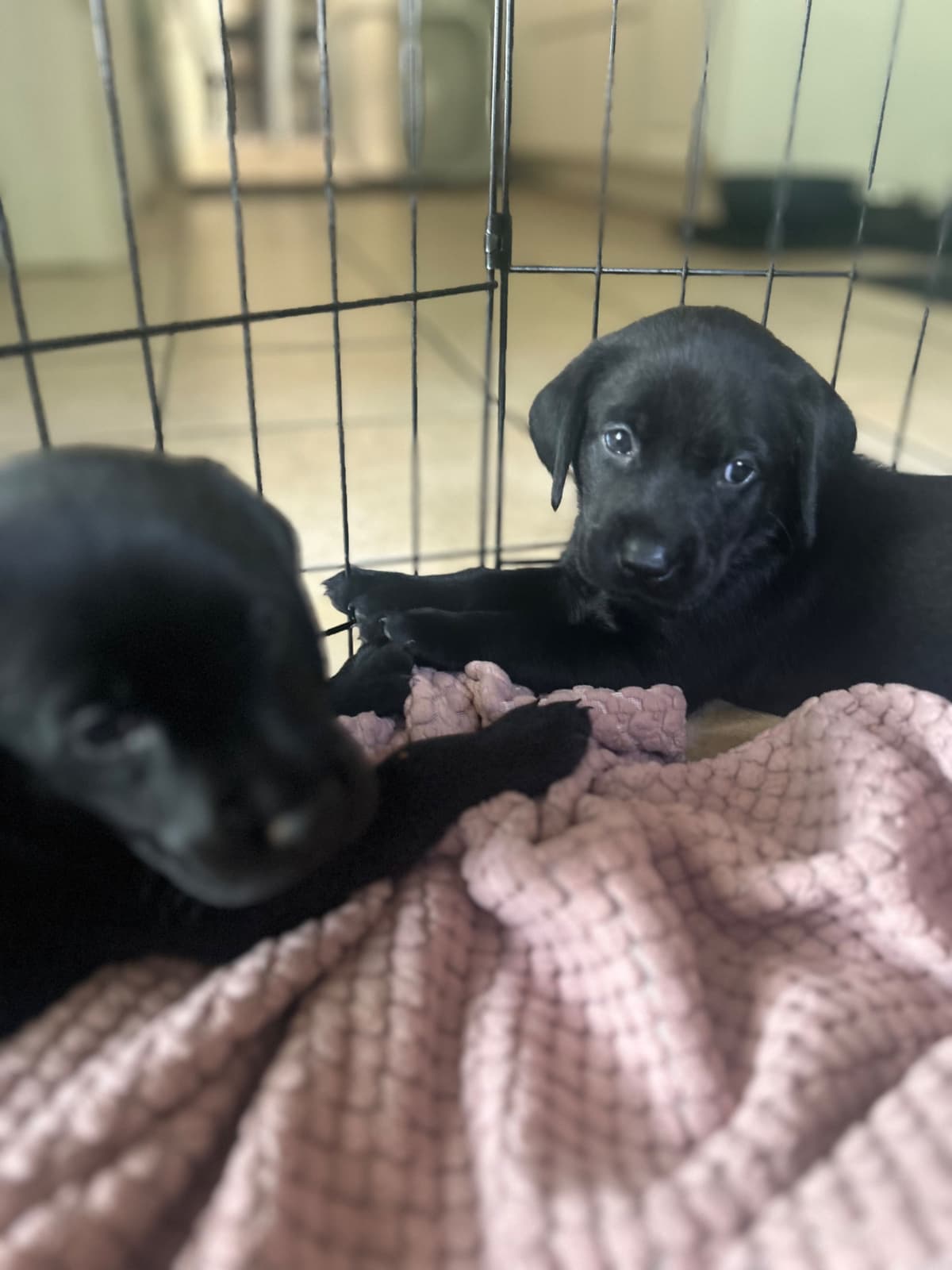 American Labrador Retriever Puppies breeder image 10