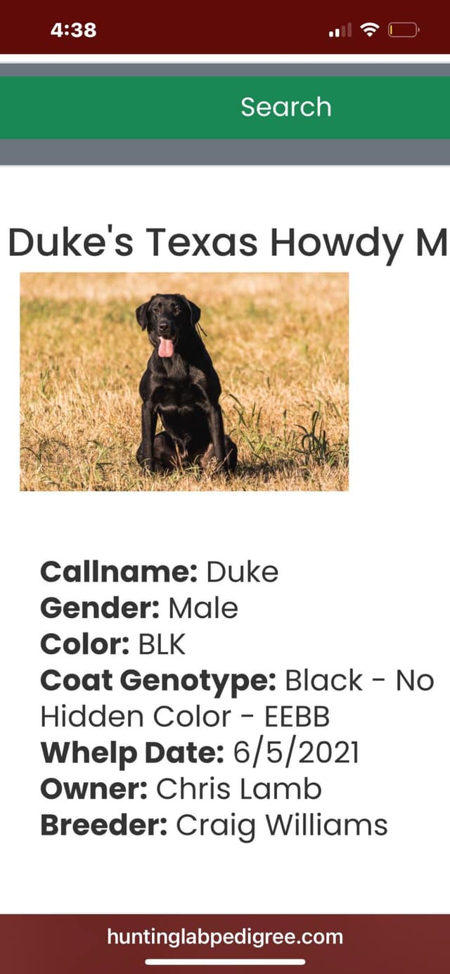 American Labrador Retriever Puppies media 23