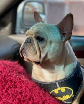 French Bulldog Puppies breeder image 2