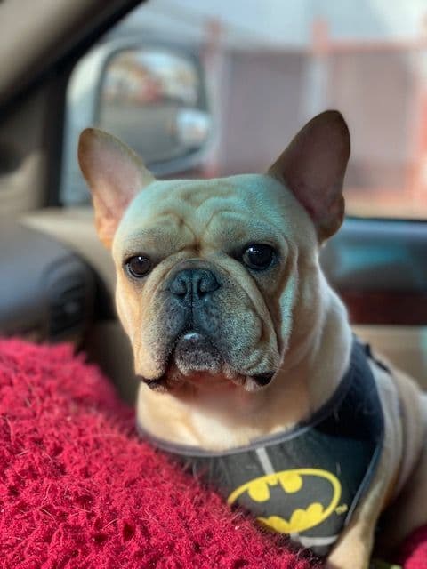 French Bulldog Puppies breeder image 1