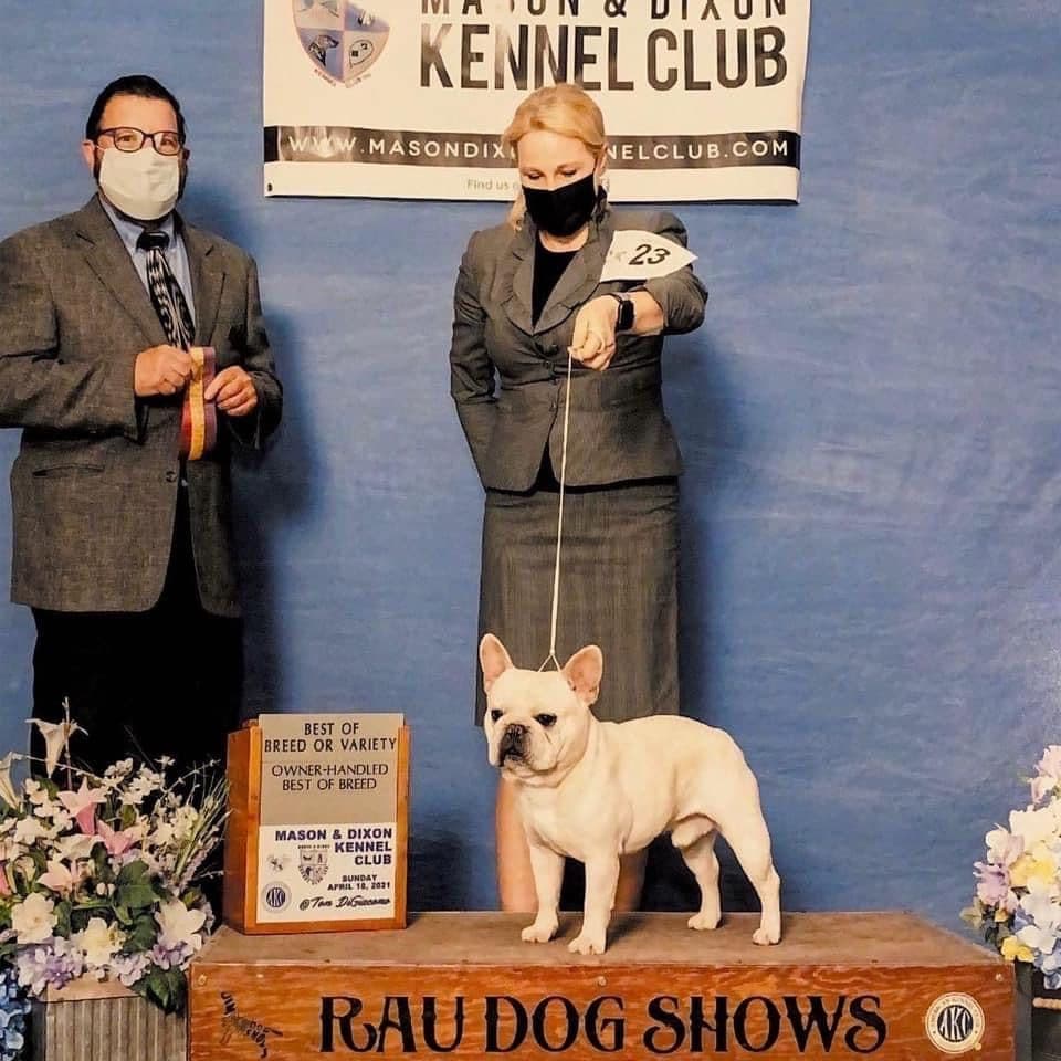 French Bulldog Puppies breeder image 5