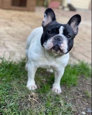 French Bulldog Puppies breeder image 3