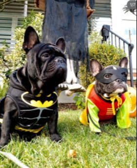 French Bulldog Puppies breeder image 4