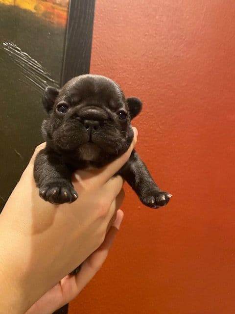 French Bulldog Puppies media 3