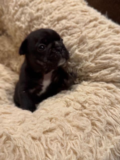 French Bulldog Puppies media 4