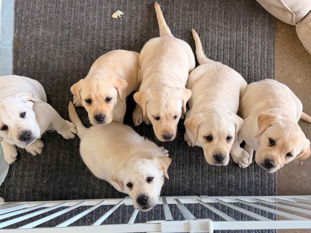 Labrador Retriever Puppies media 2
