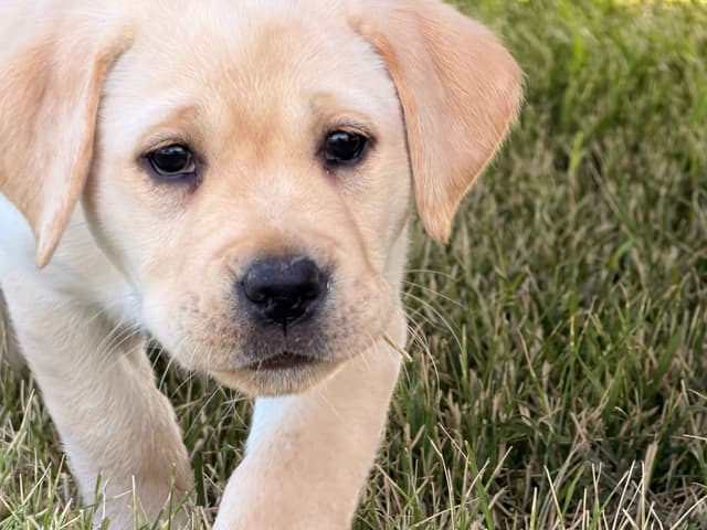 Labrador Retriever Puppies media 4