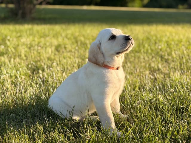 Labrador Retriever Puppies media 6