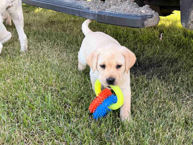 Labrador Retriever Puppies media 5