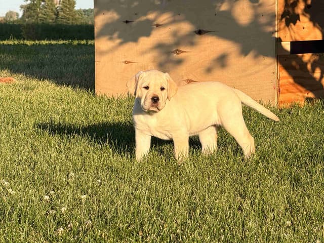 Labrador Retriever Puppies media 7